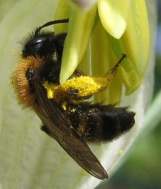 Photo of an Andrena fulva