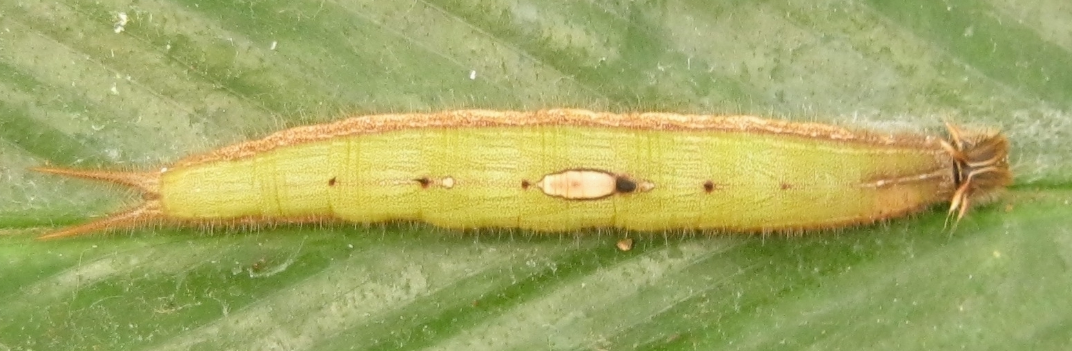 Caligo memnon caterpillar