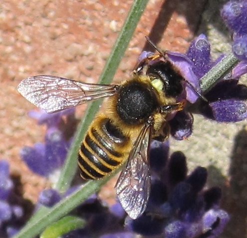 Photo of a Megachile ericetorum