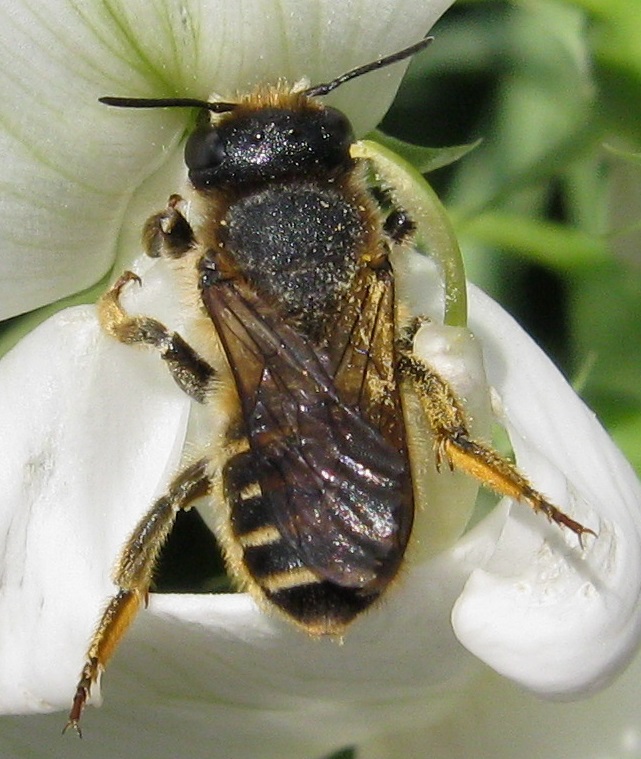Photo of a Megachile ericetorum