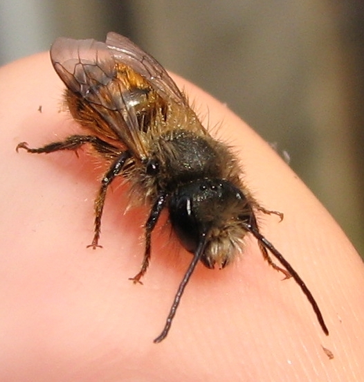 Photo of an Osmia bicornis (male)