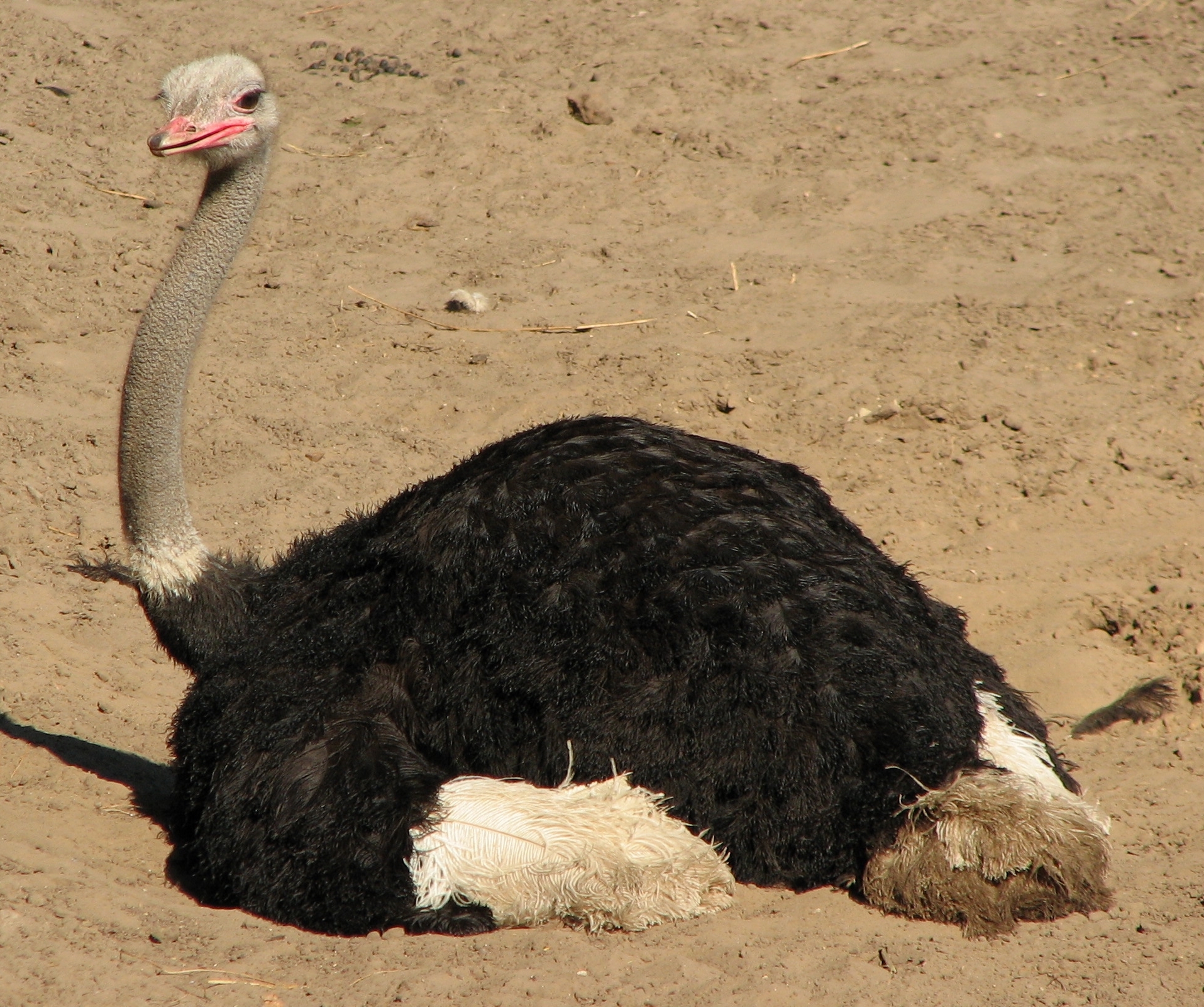 Photo of a Struthio camelus male