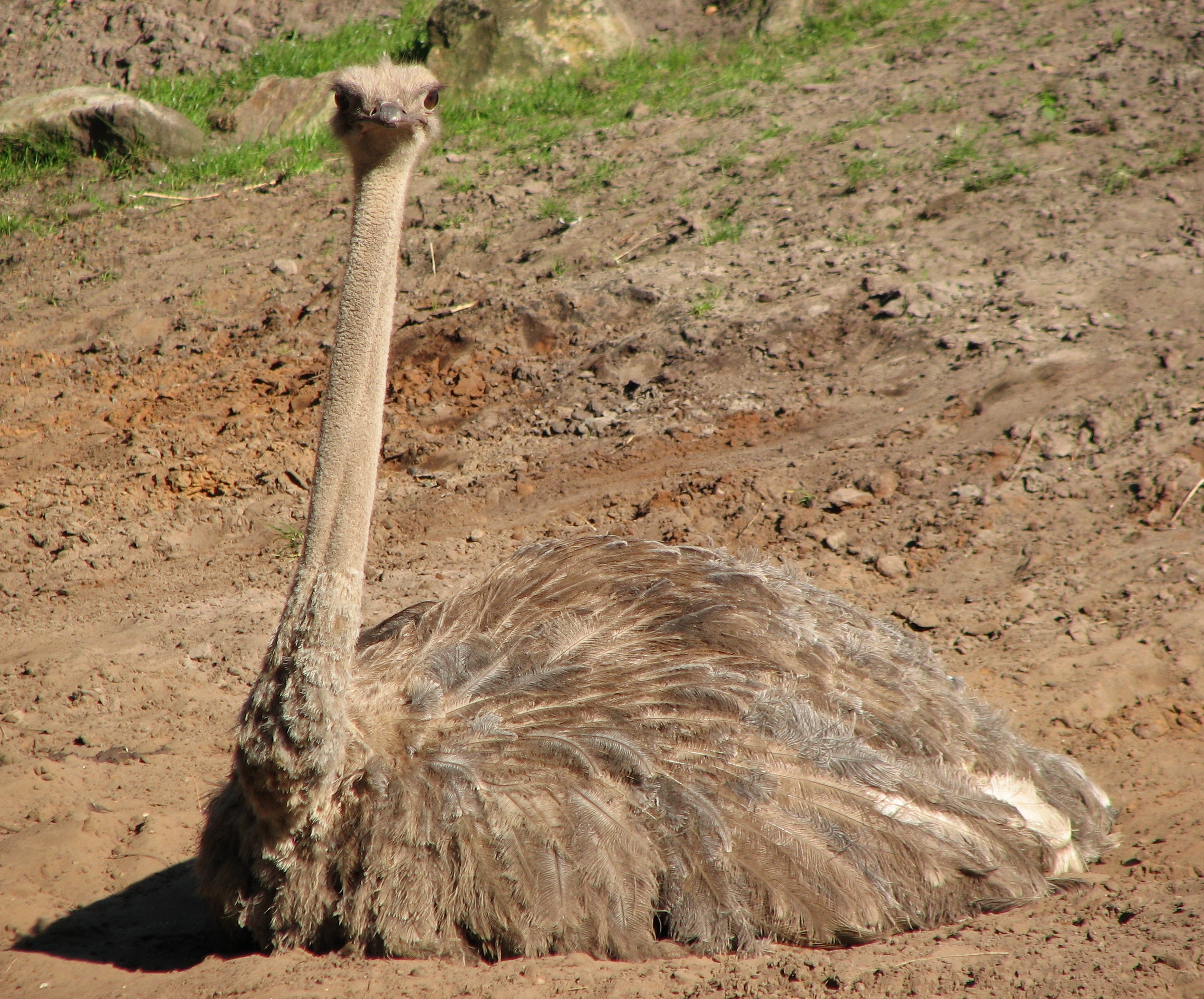 photo of a Struthio camelus female