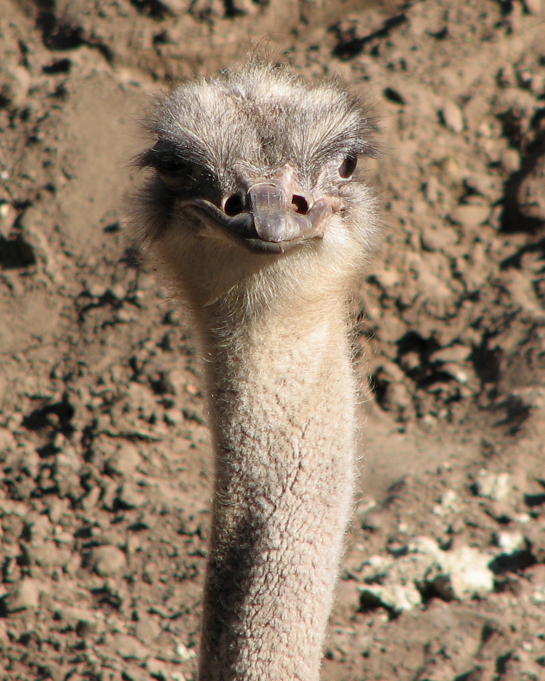 Photo of a Struthio camelus female